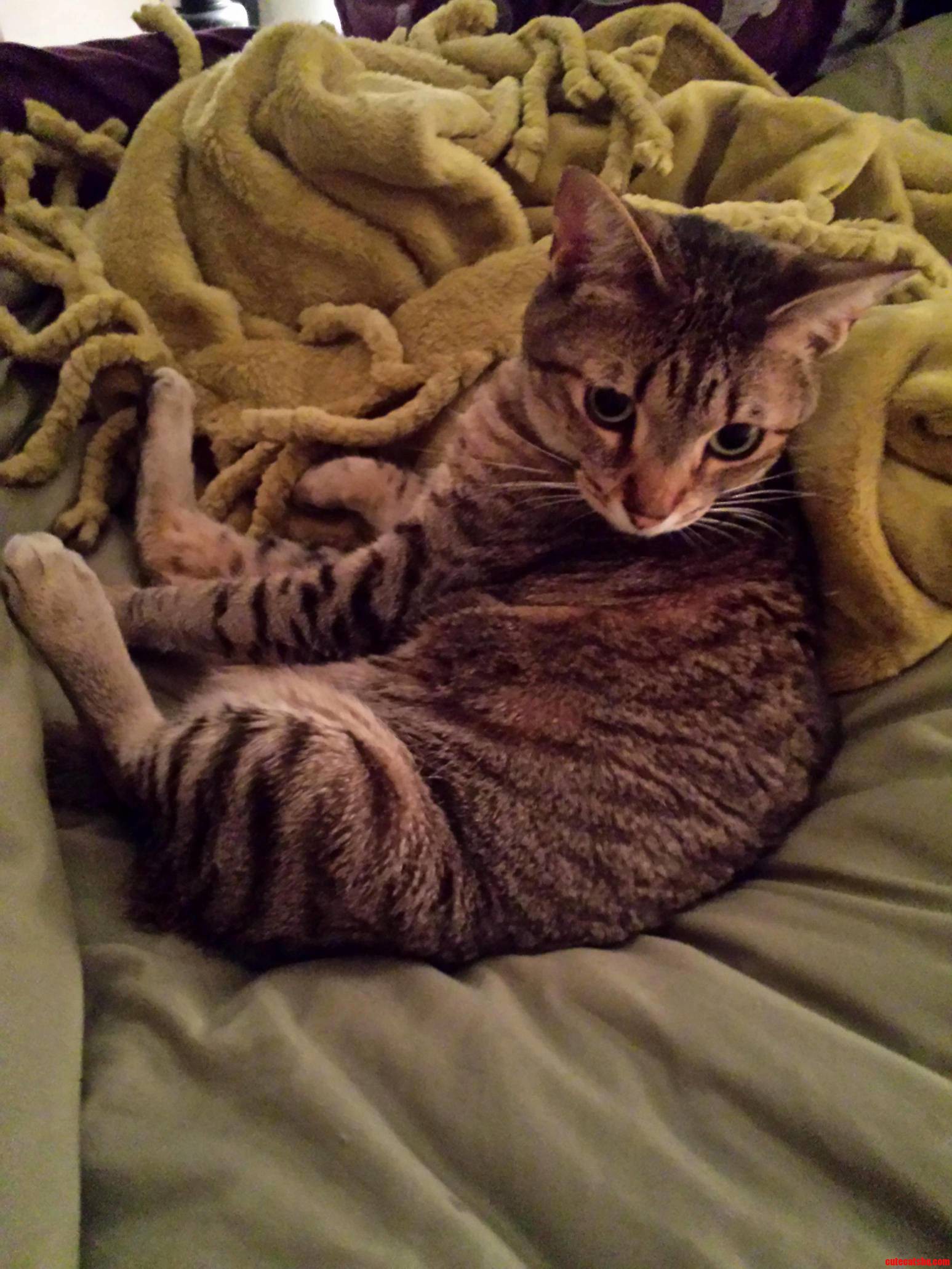 My Cat Sits Like a Thug.