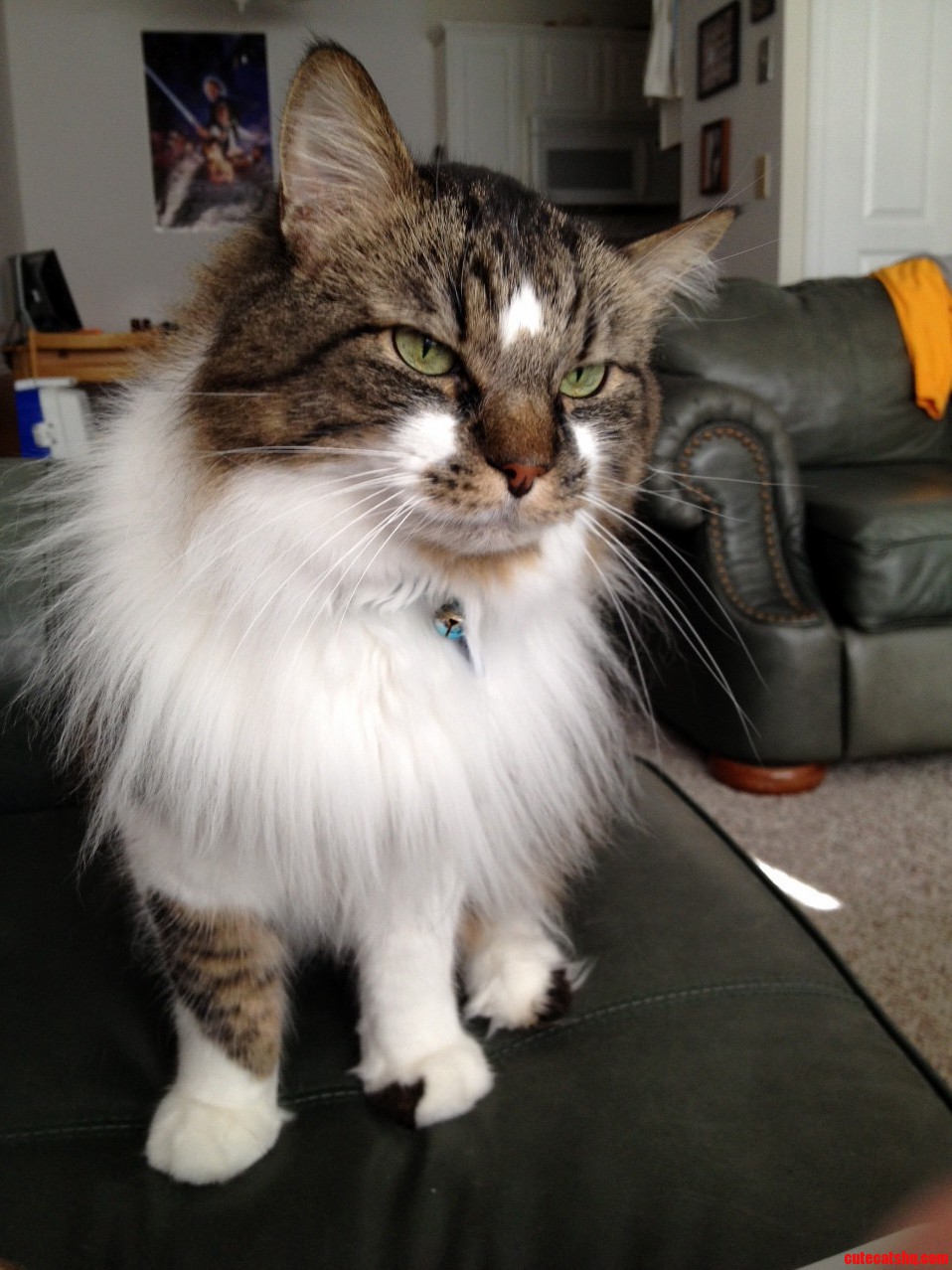 My Cat Tunafish and His Beautiful White Mane