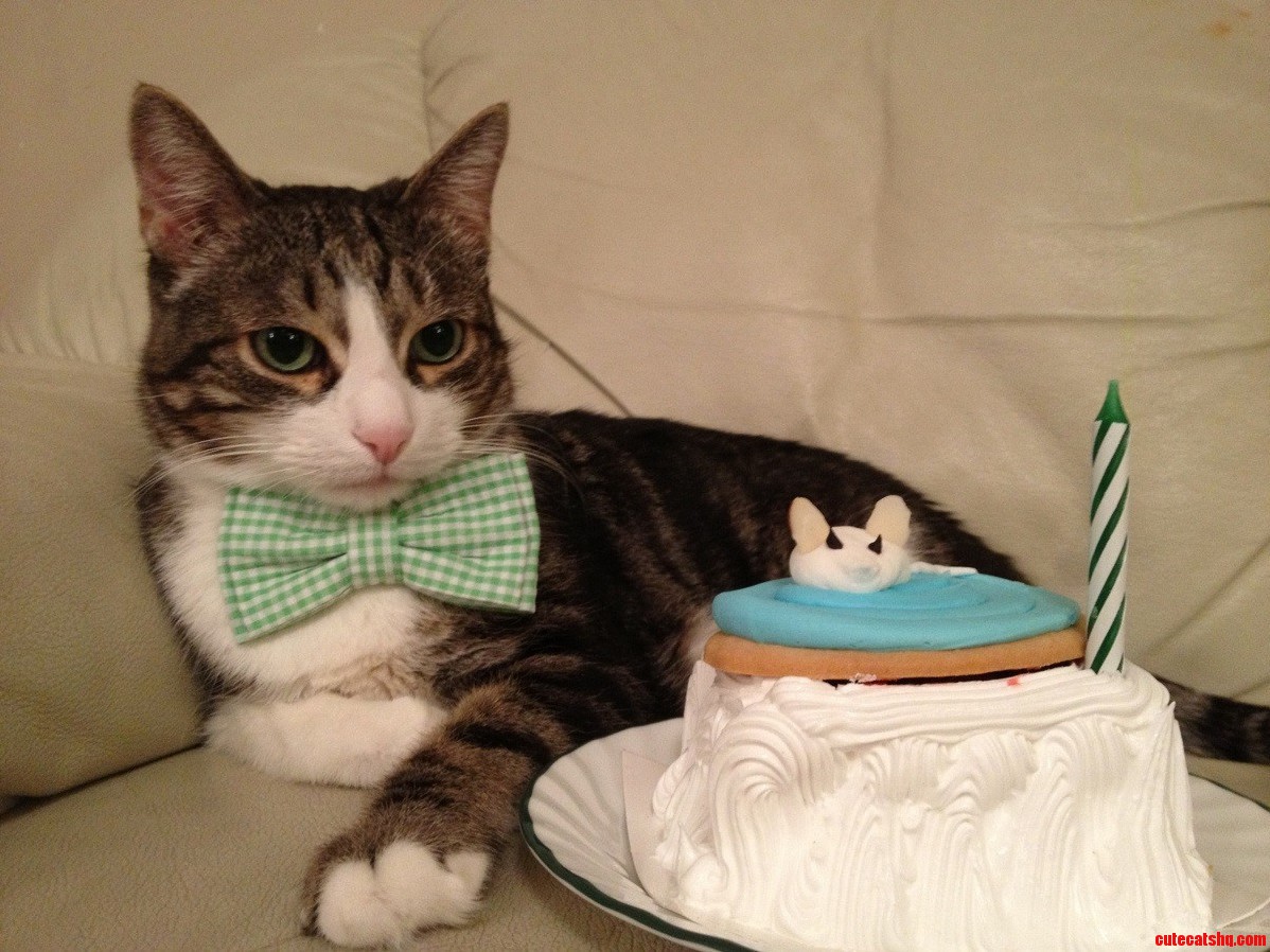 My Cat Turned 70 Years Old Today. Happy Birthday Vasia