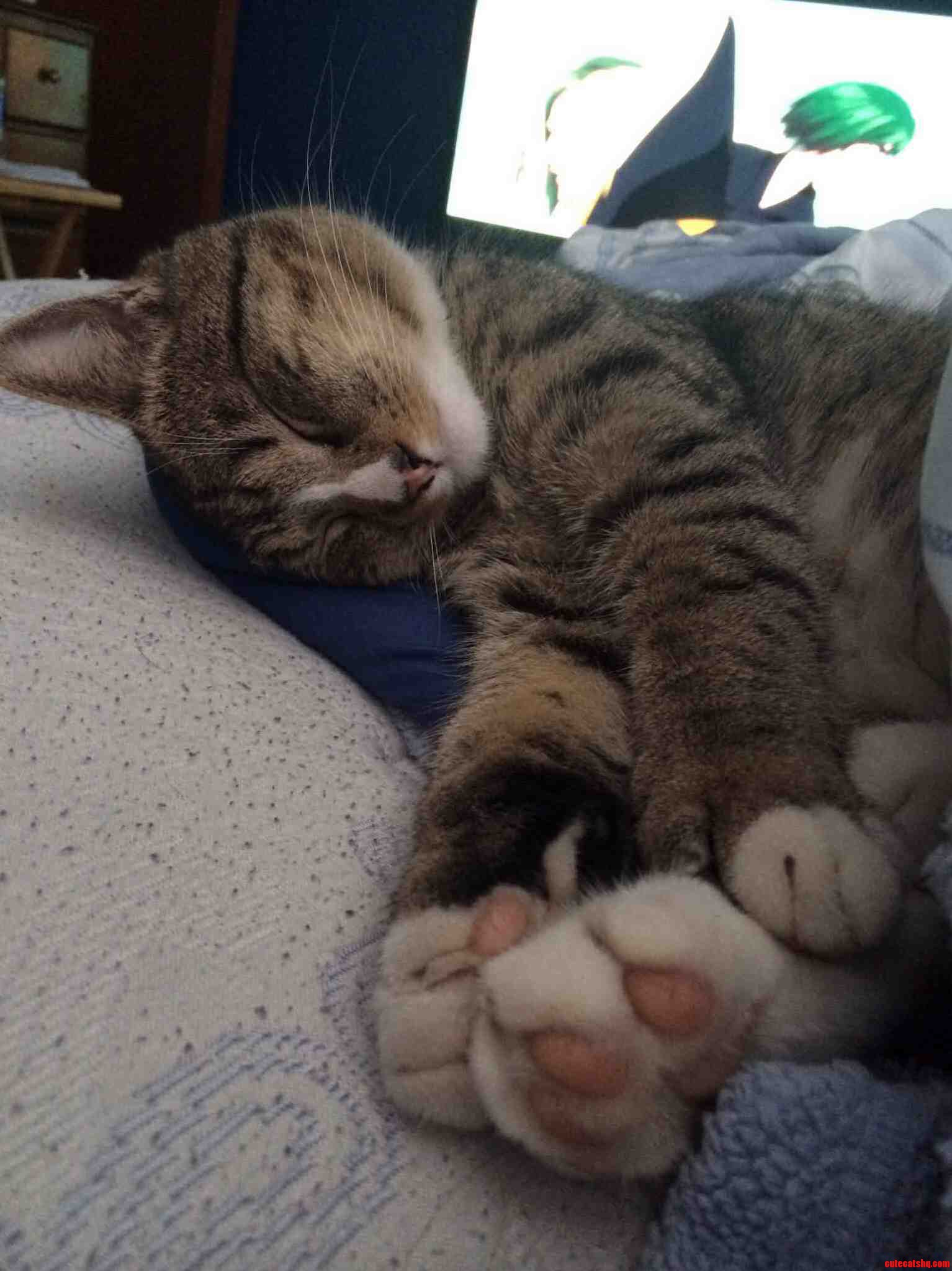 My Cat Wumbles Loves to Hold His Feet When He Sleeps.