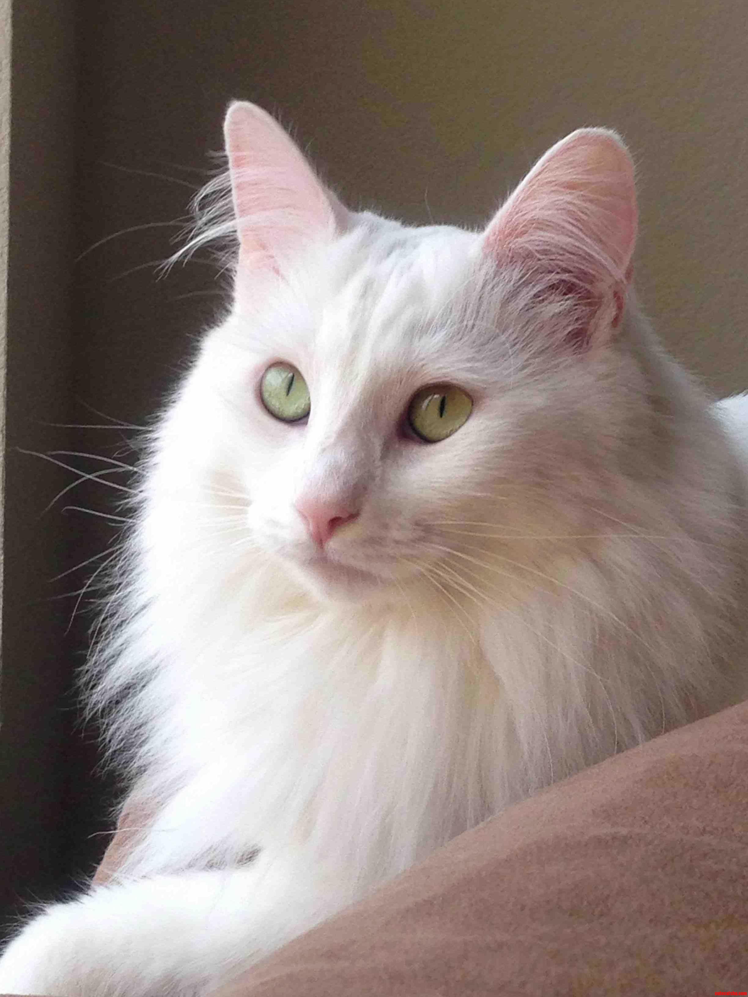 My Cat Zoey Majestic As F