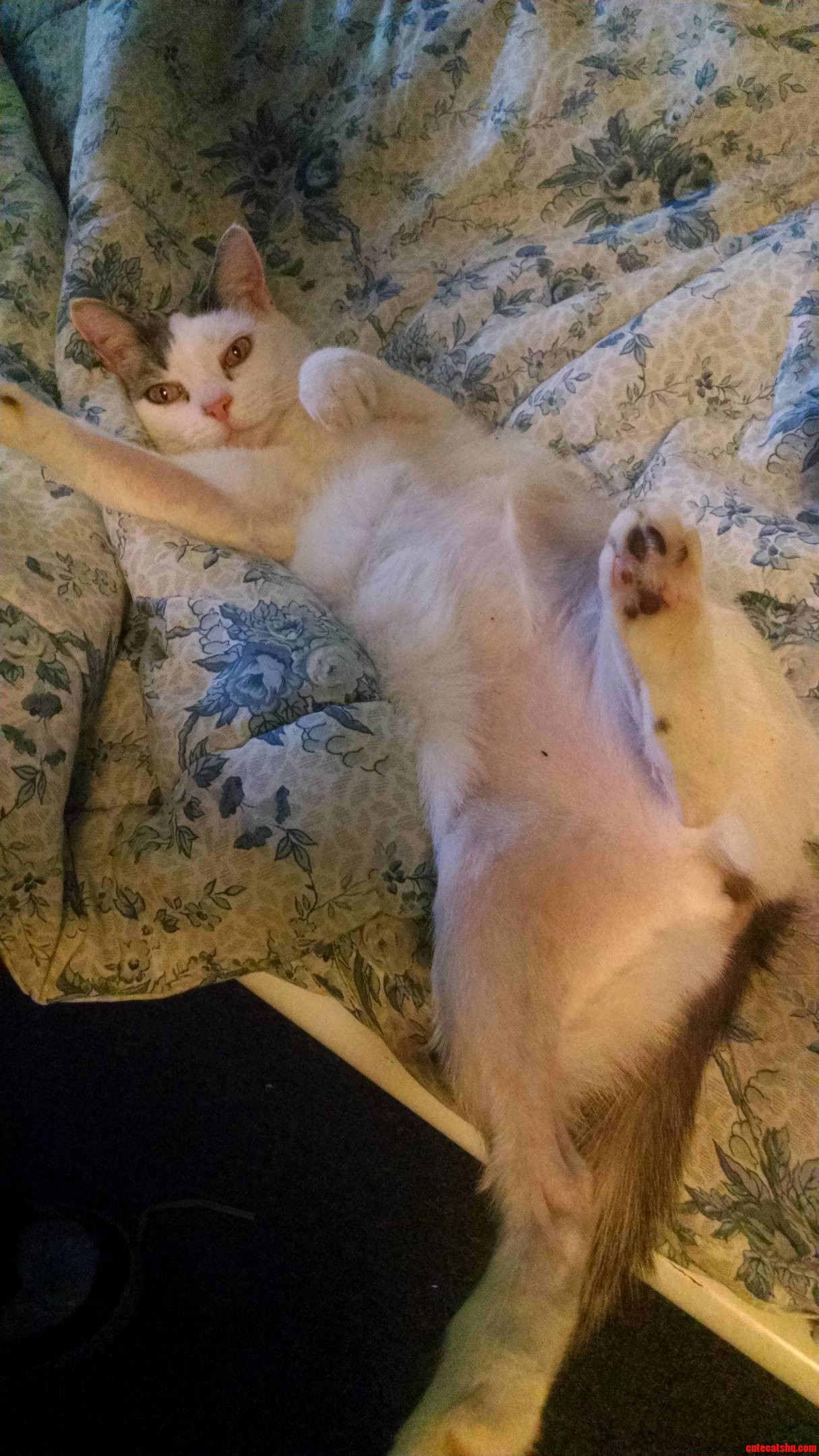 My Cat.