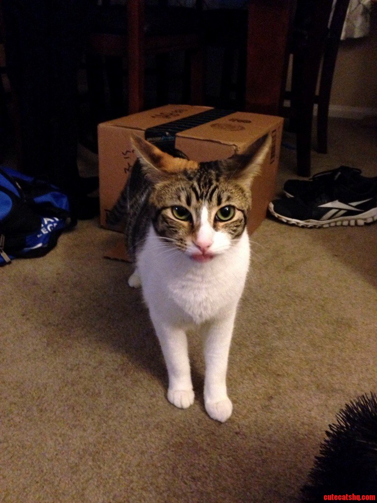 My Cats Look When the Older Cat Stole Her Box