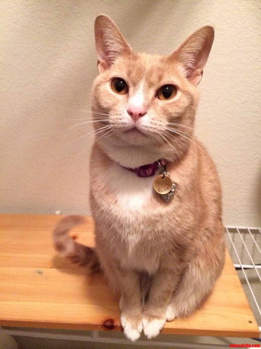 My Cats Why Do Yo Have to Go to Work Face