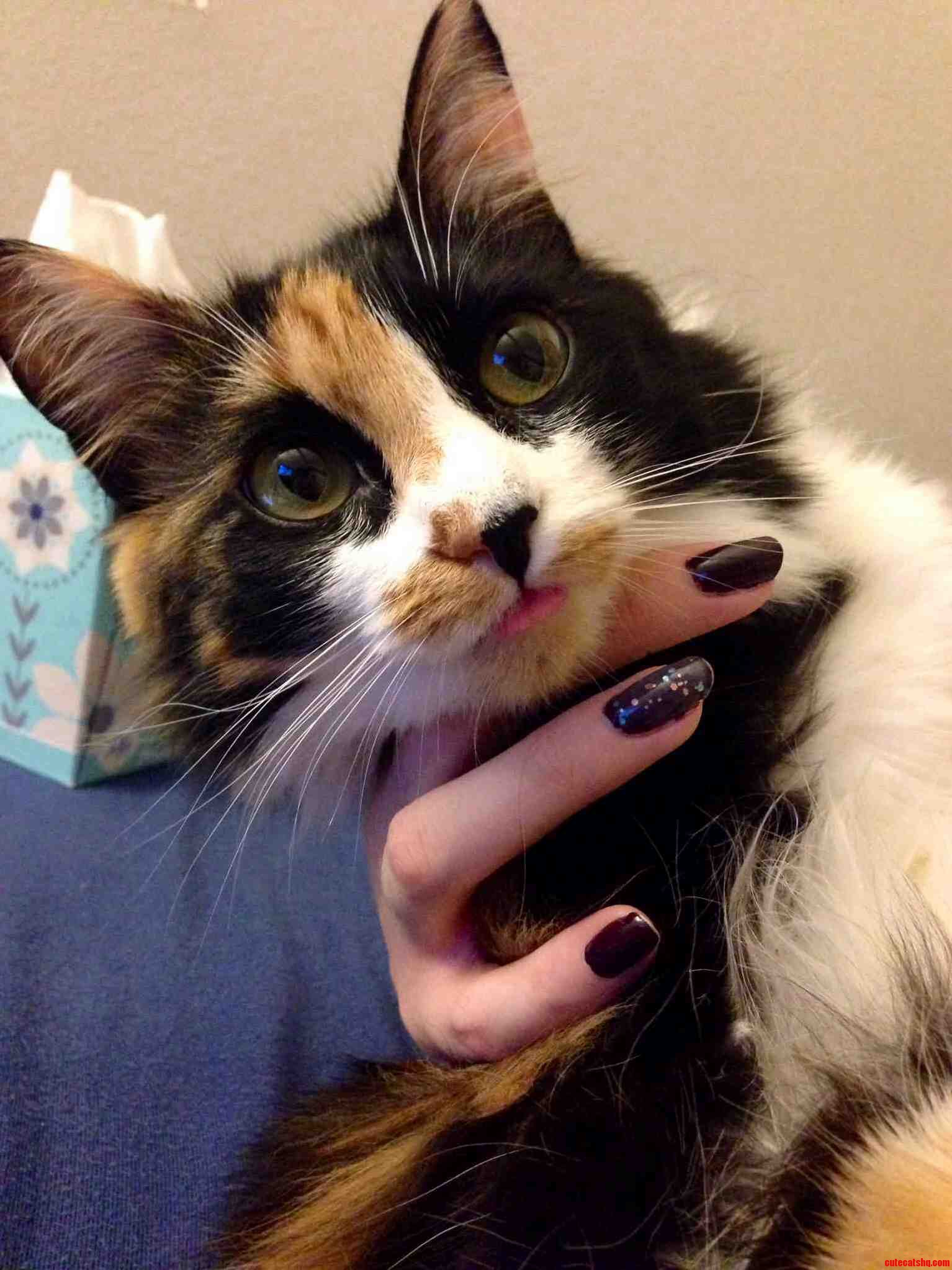 My Cookie the Derpiest Cat I Know