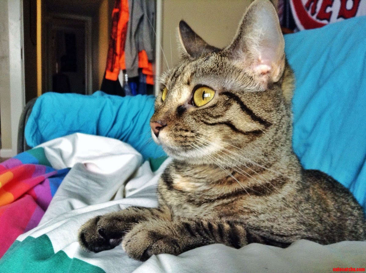 My Couch Buddy Today