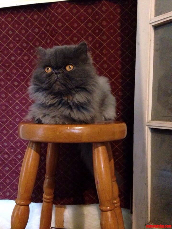 My Cousins Cat Mert.