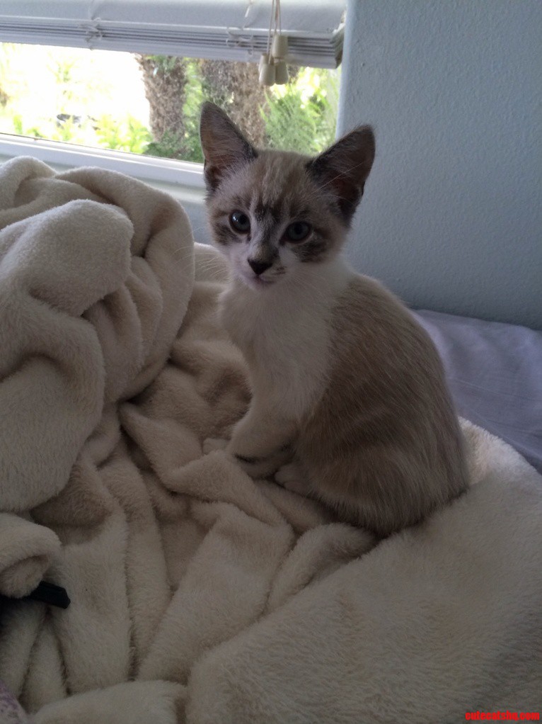 My Cuddle Monster Olaf