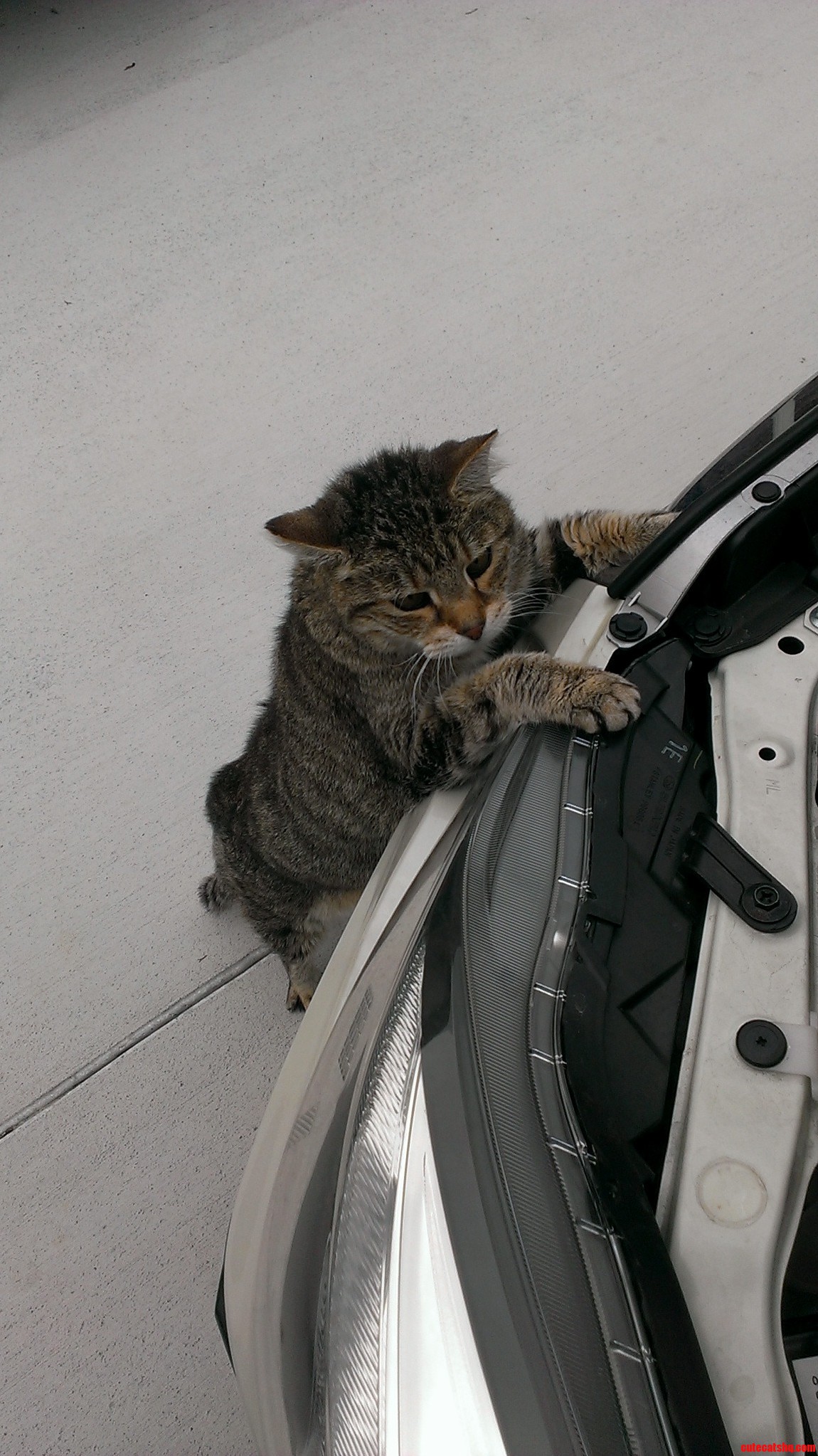My Curious Little Helper.
