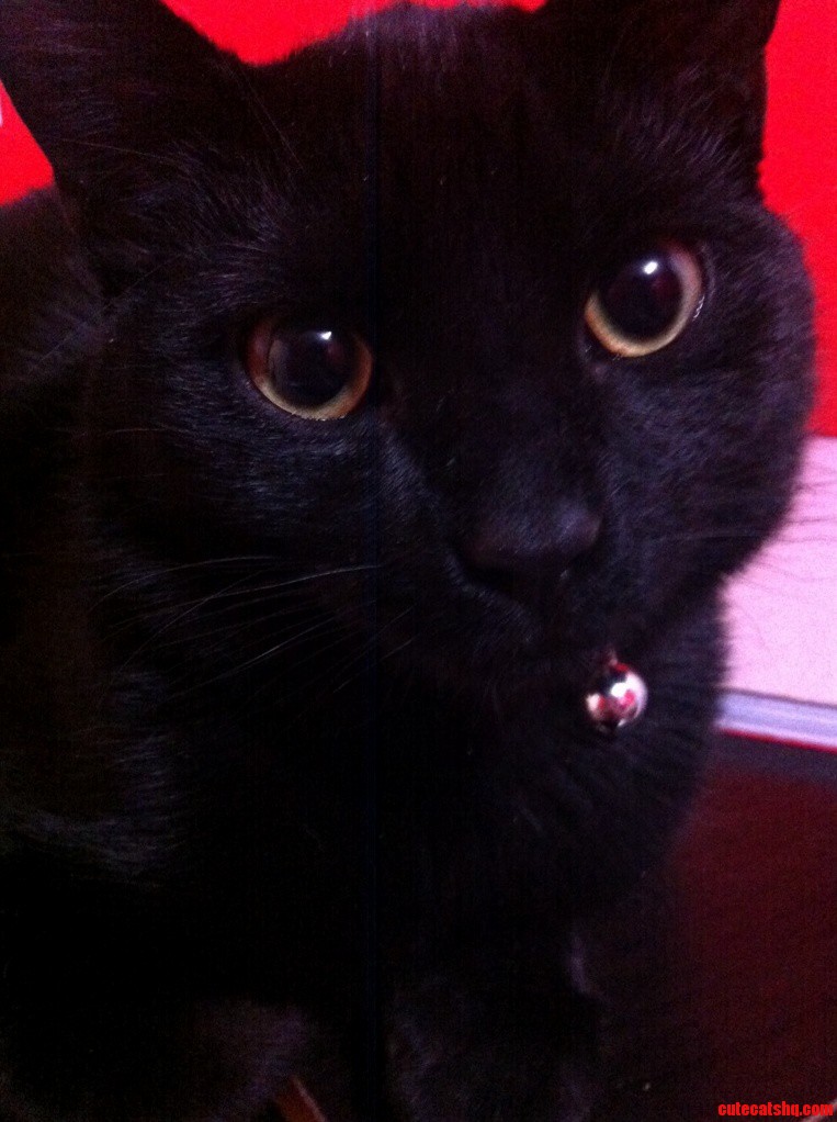 My Devilish Little Man