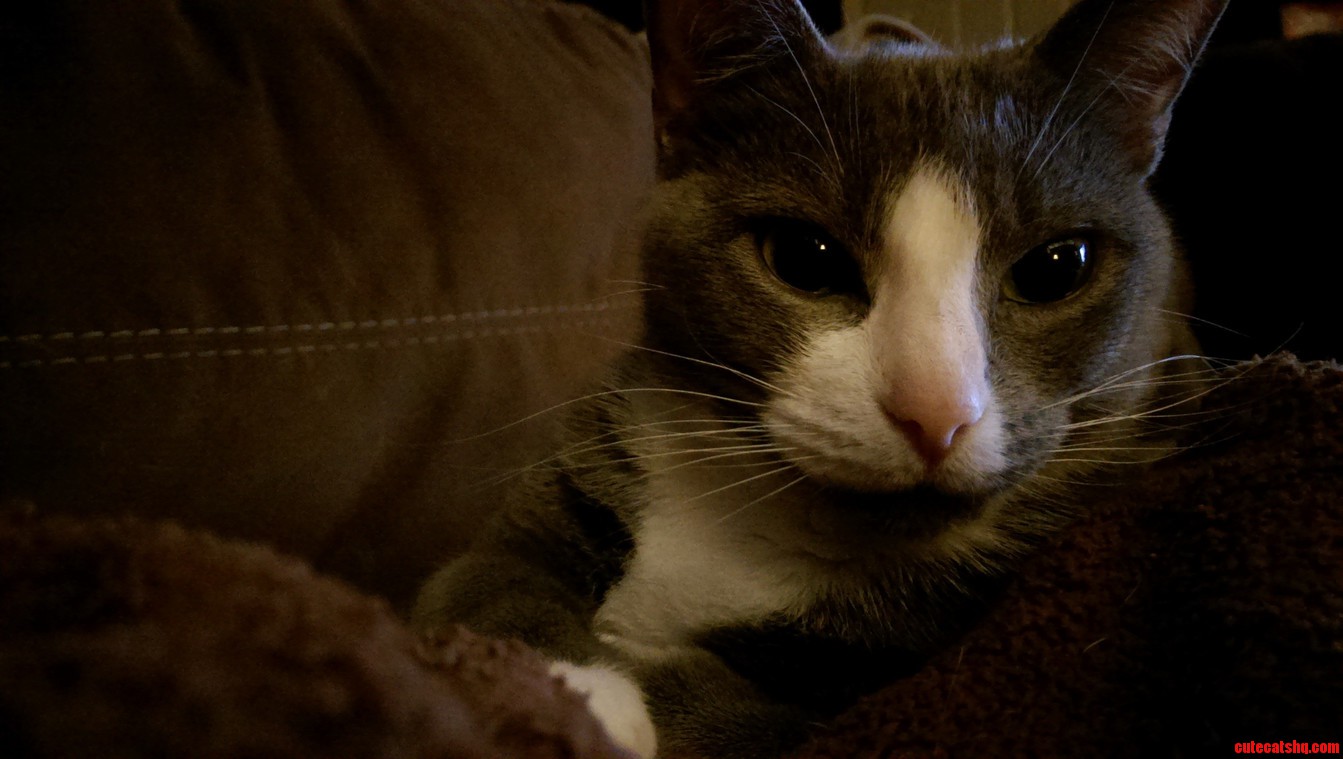 My Favorite Cat