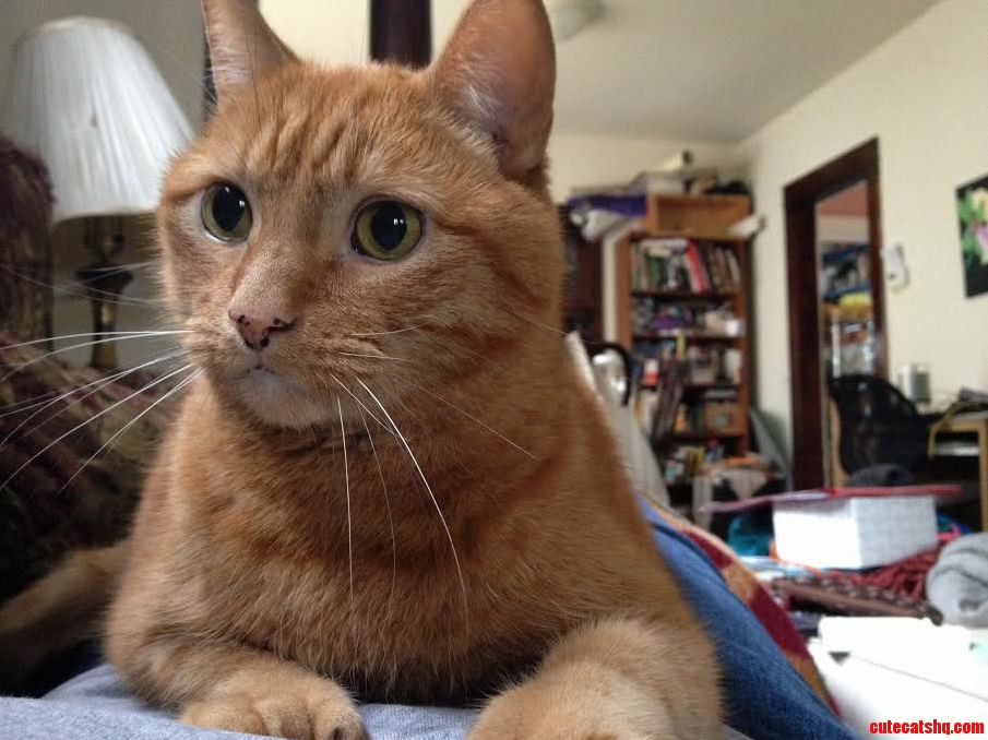My Favorite Nap Buddy Passed Away Unexpectedly