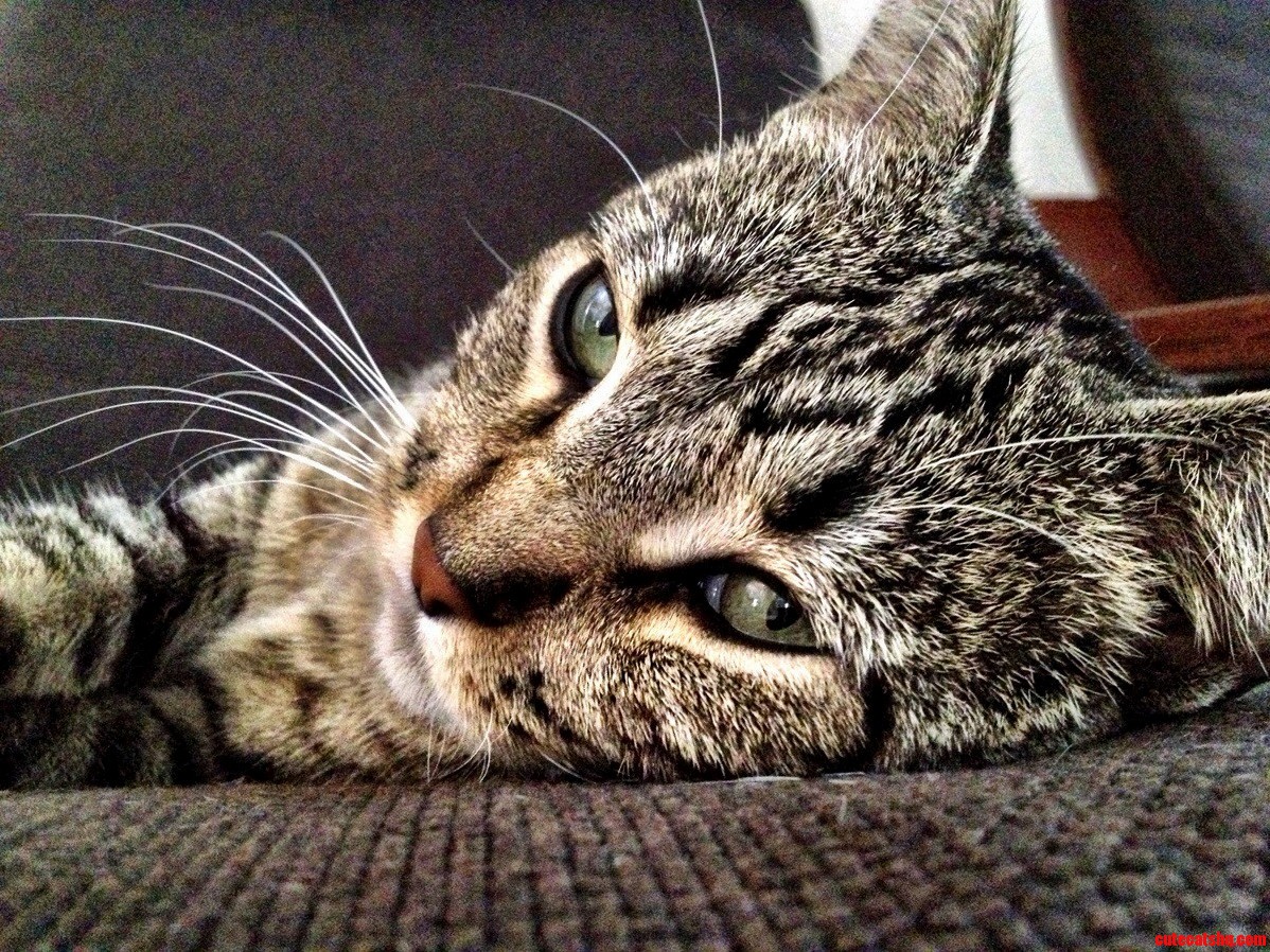 My Favorite Pic of My Cat.