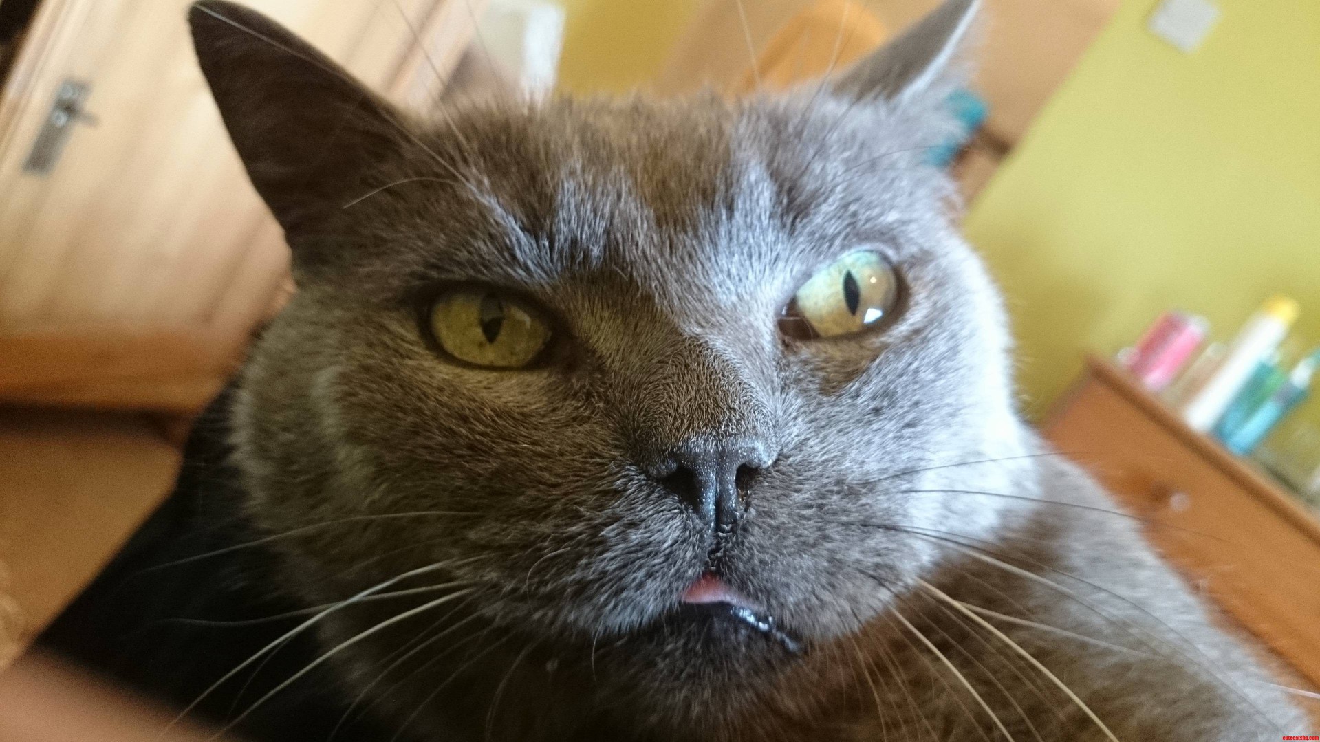 My Favourite Derp