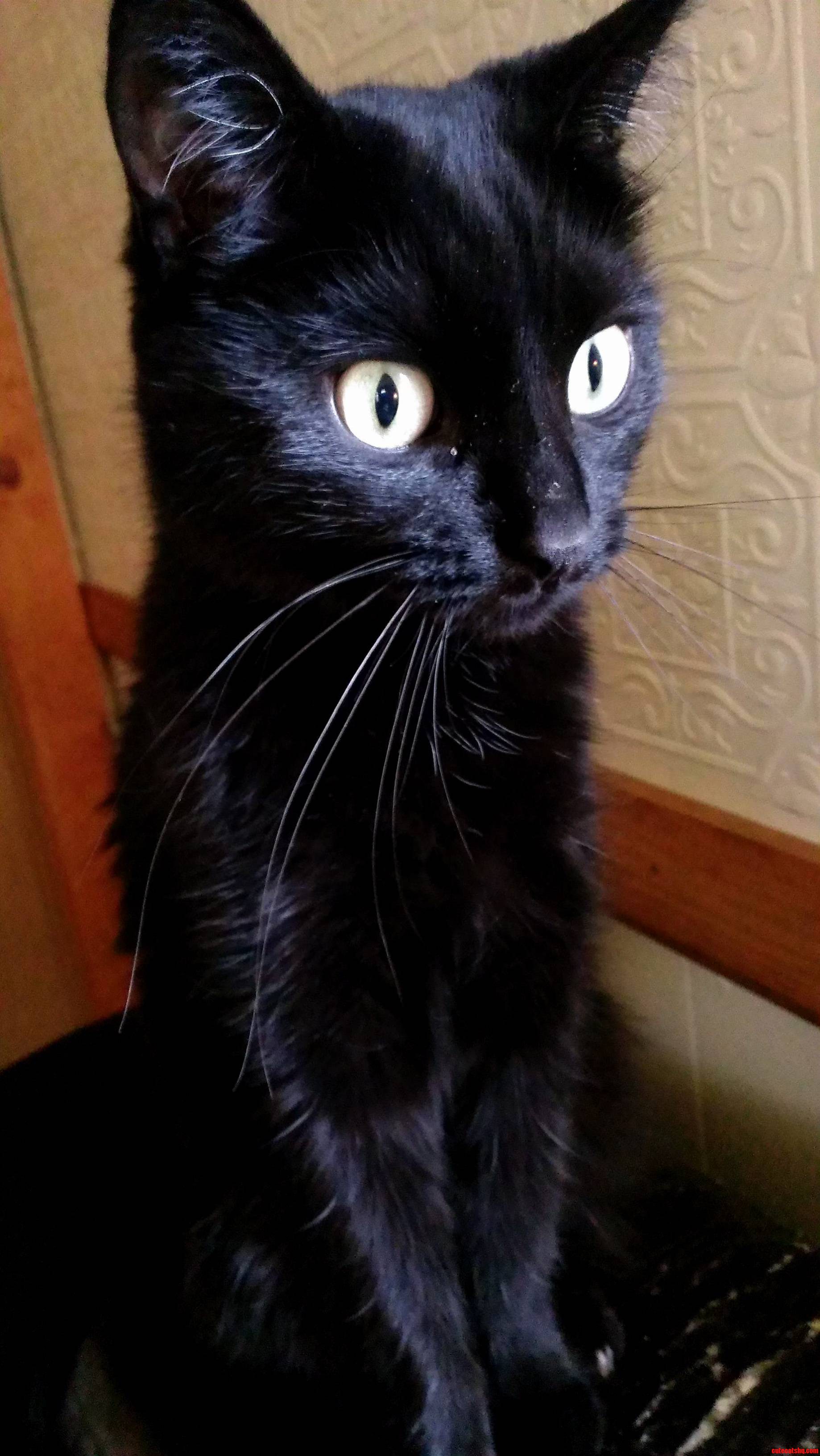 My Forever Kitten Mumford