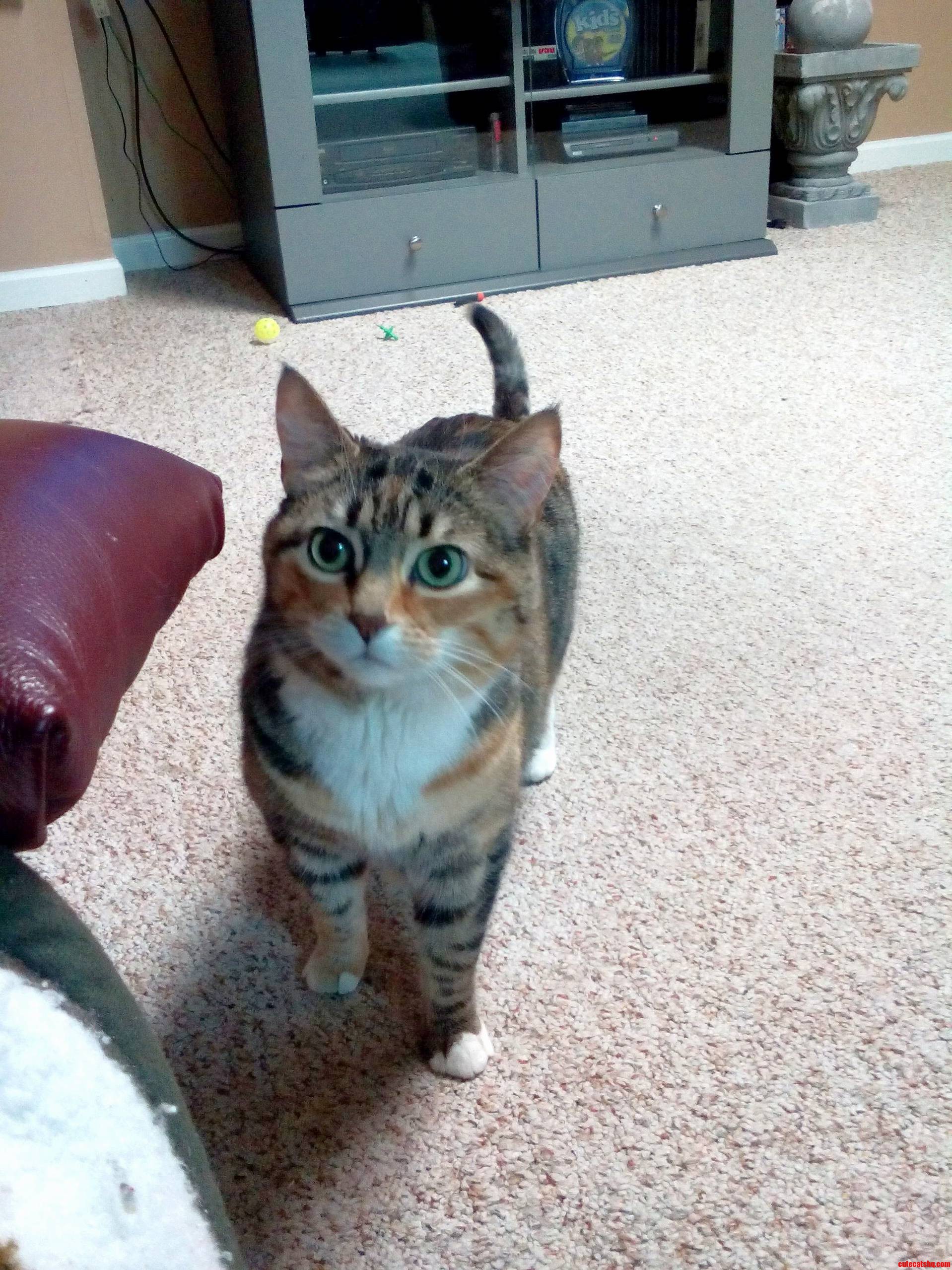 My Foster Cat Sissy