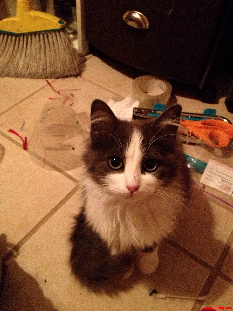 My Friend Rescued Her from Being Feral. Im Taking Her in on Friday. Her Name Is Charlotte Elspeth Pollard but Her Friends Call Her Charley.