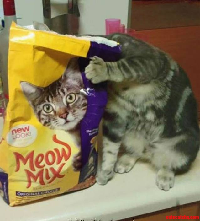 My Friend Snapped a Picture of Her Cat at Just the Right Moment.