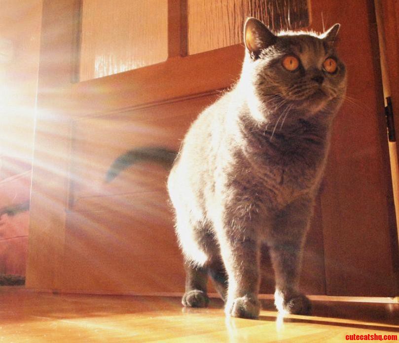 My Friends British Shorthair Lara .