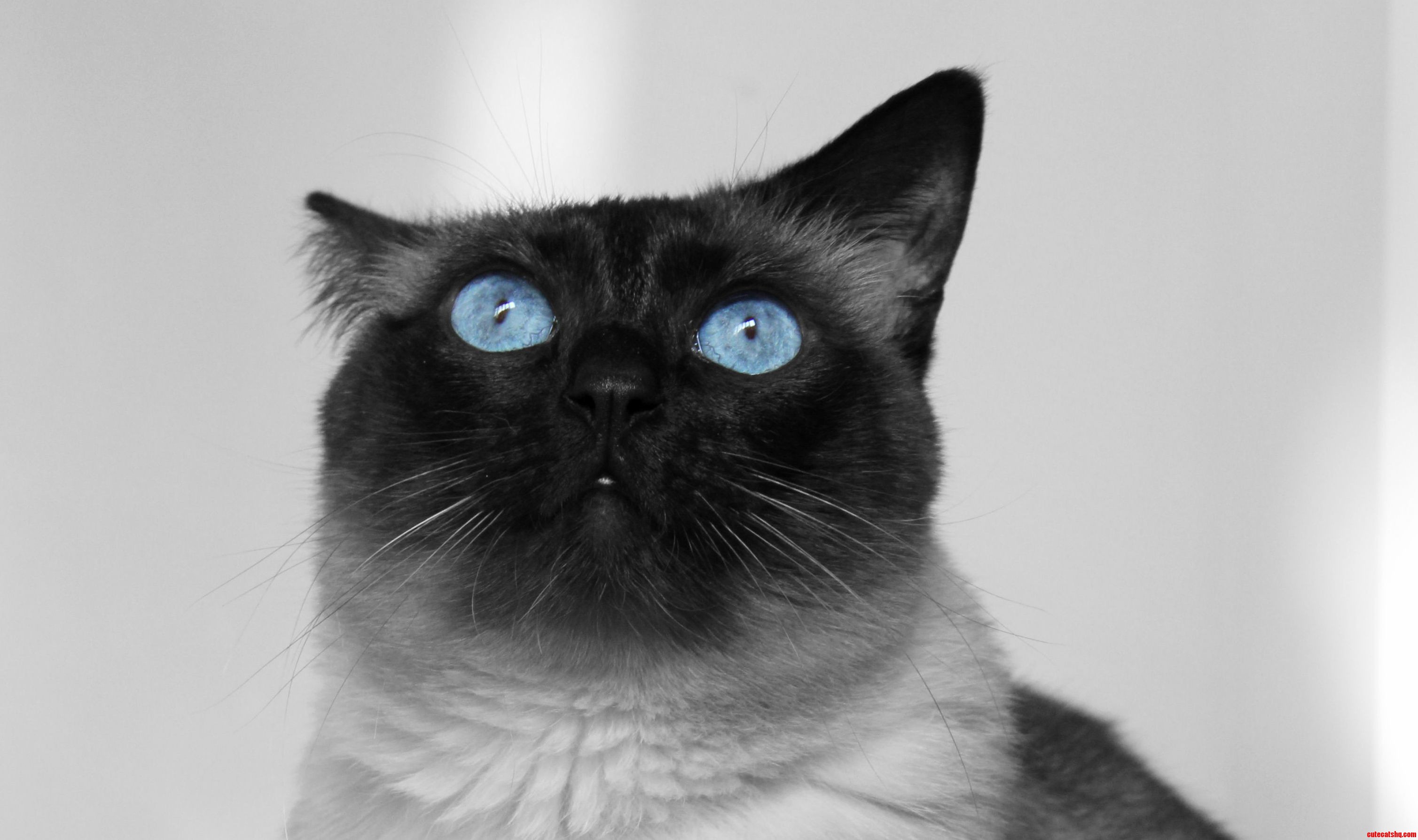 My Friends Cat Is One Pretty Cat
