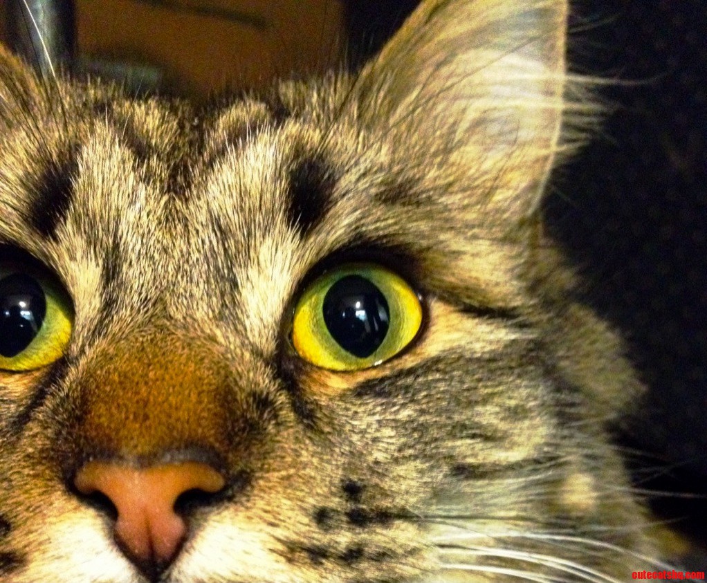 My Friends Cat Is Probably the Most Photogenic Cat I Have Ever Seen. Cant Get Over Those Eyes