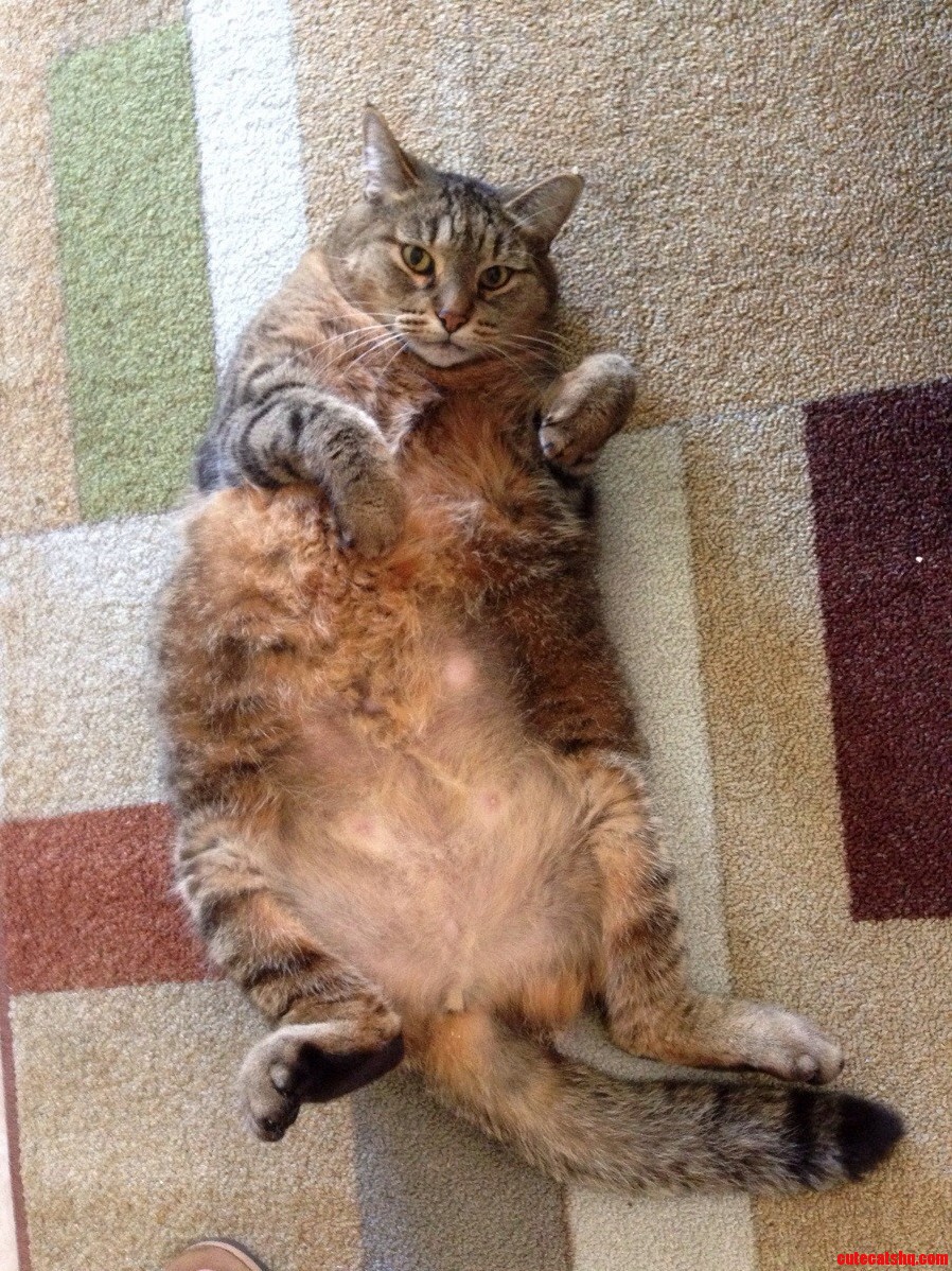 My Friends Cat Is Voluptuous.