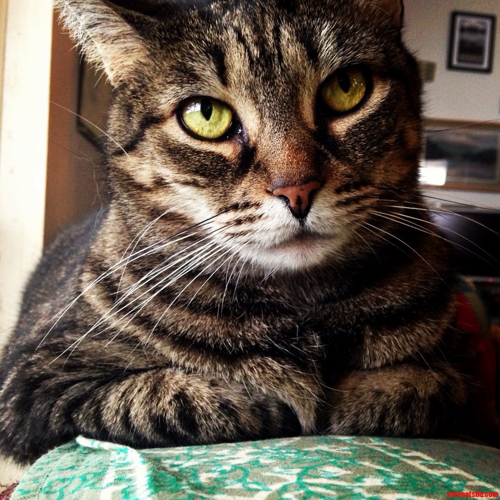 My Friends Cat Looking a Little Annoyed.