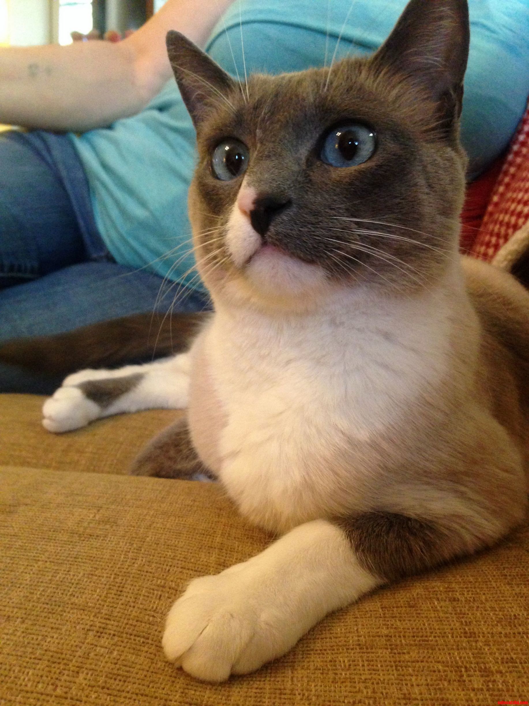 My Friends Cat Looking Derpy