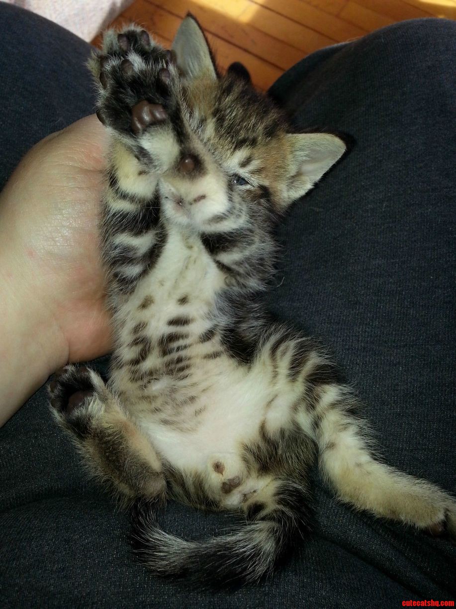 My Future Bengal Kitten Is Growing His Dull Camouflage.