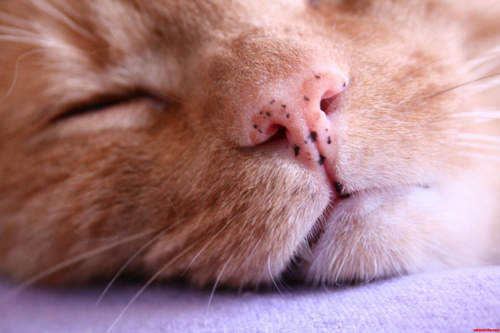 My Ginger Boy Has Freckles