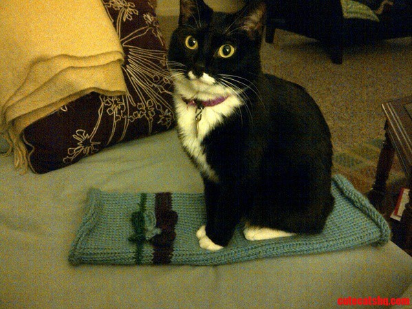 My Girlfriends Cat Has Always Had a Passion for Crochet.