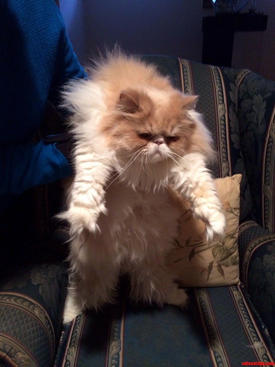 My Grandmas Rescue Cat Boris