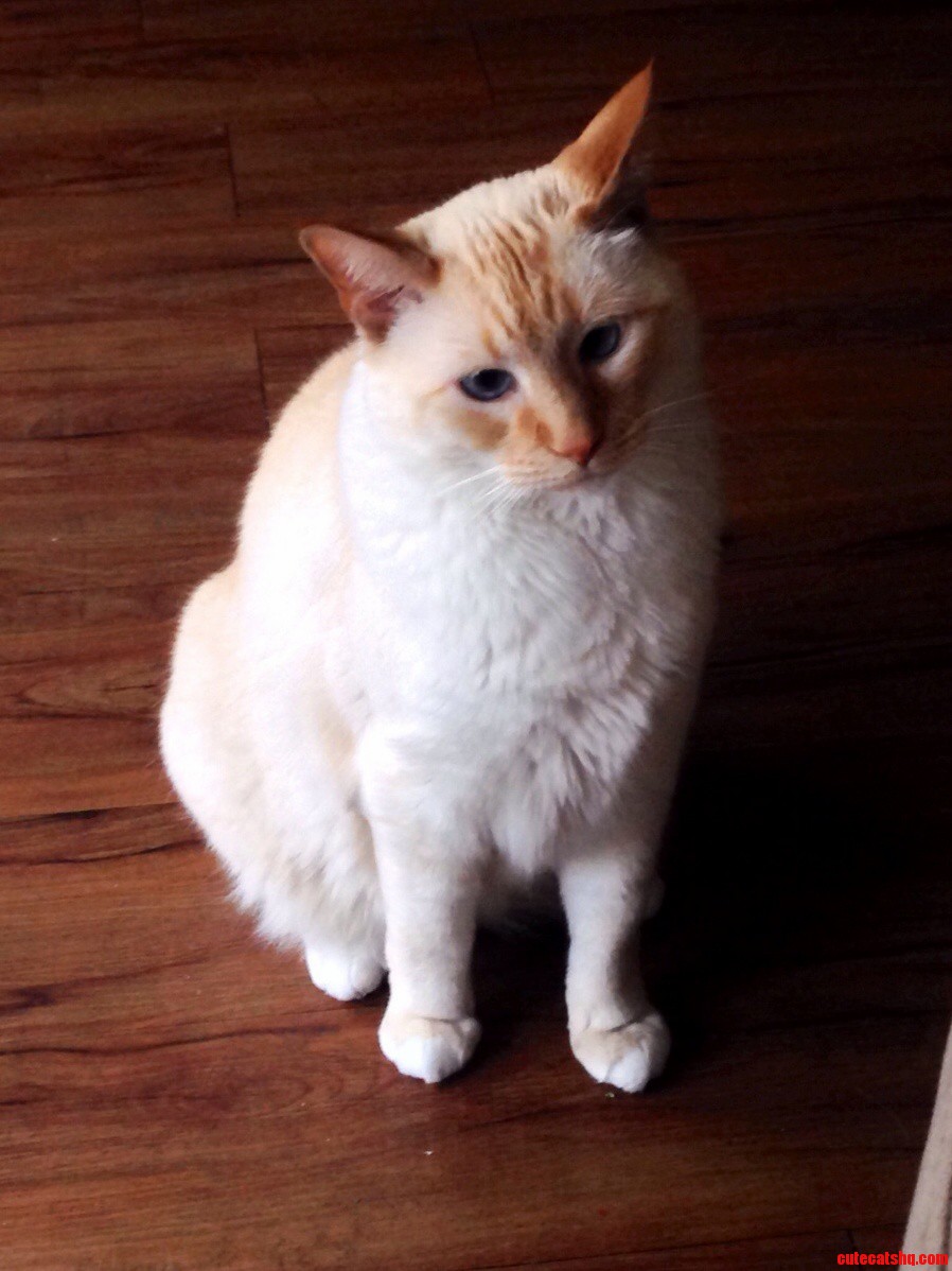My Handsome Cat. He Usually Doesnt Care for Photos but Today He Allowed It.