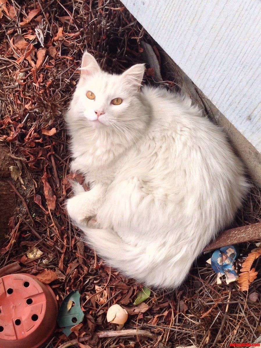 My Handsome Leo Bushwhackin