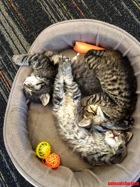 My Husbands Coworker Brought in the Cats Shes Fostering. Best Ever