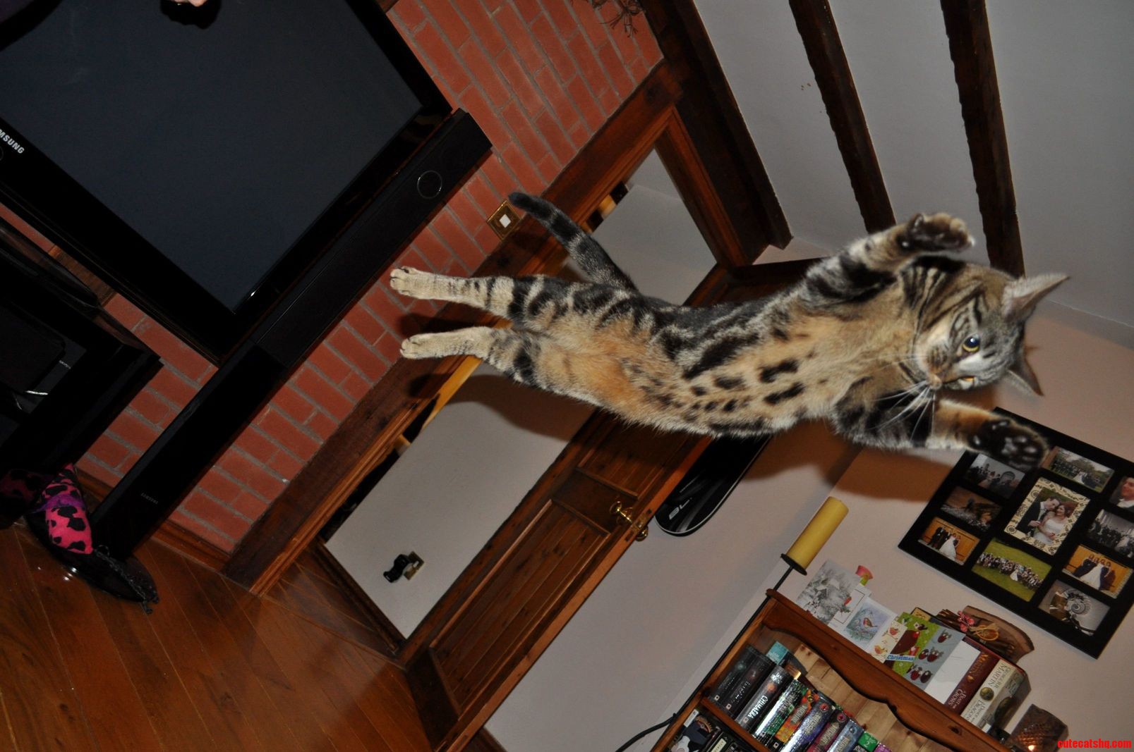 My Kitteh Loves to Fly