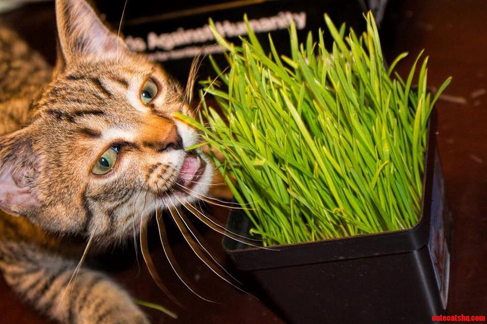 My Kitten Goin in for a Bite of Cat Grass