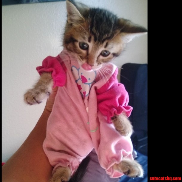 My Kitty in a Toys Outfit -