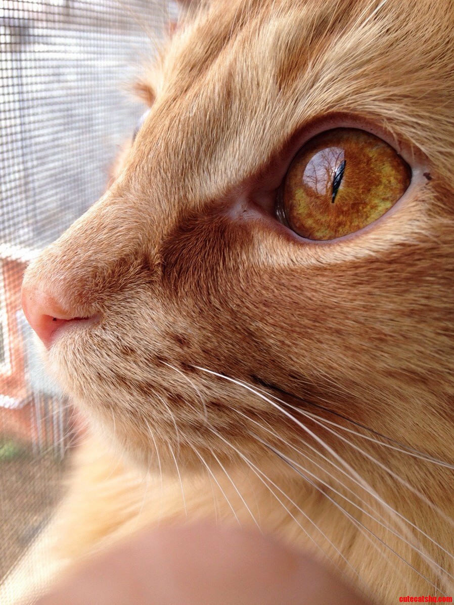 My Kitty Sprocket Looking at Birds