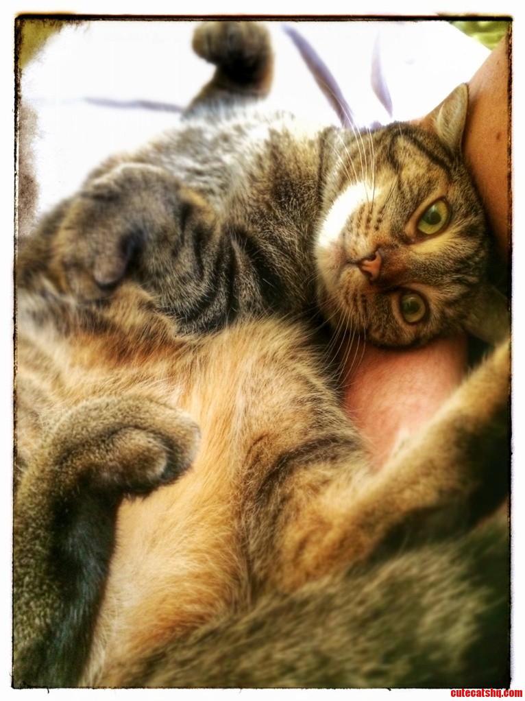 My Kitty Zoey.