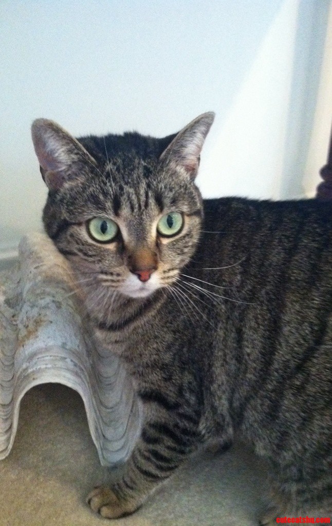 My Kitty.