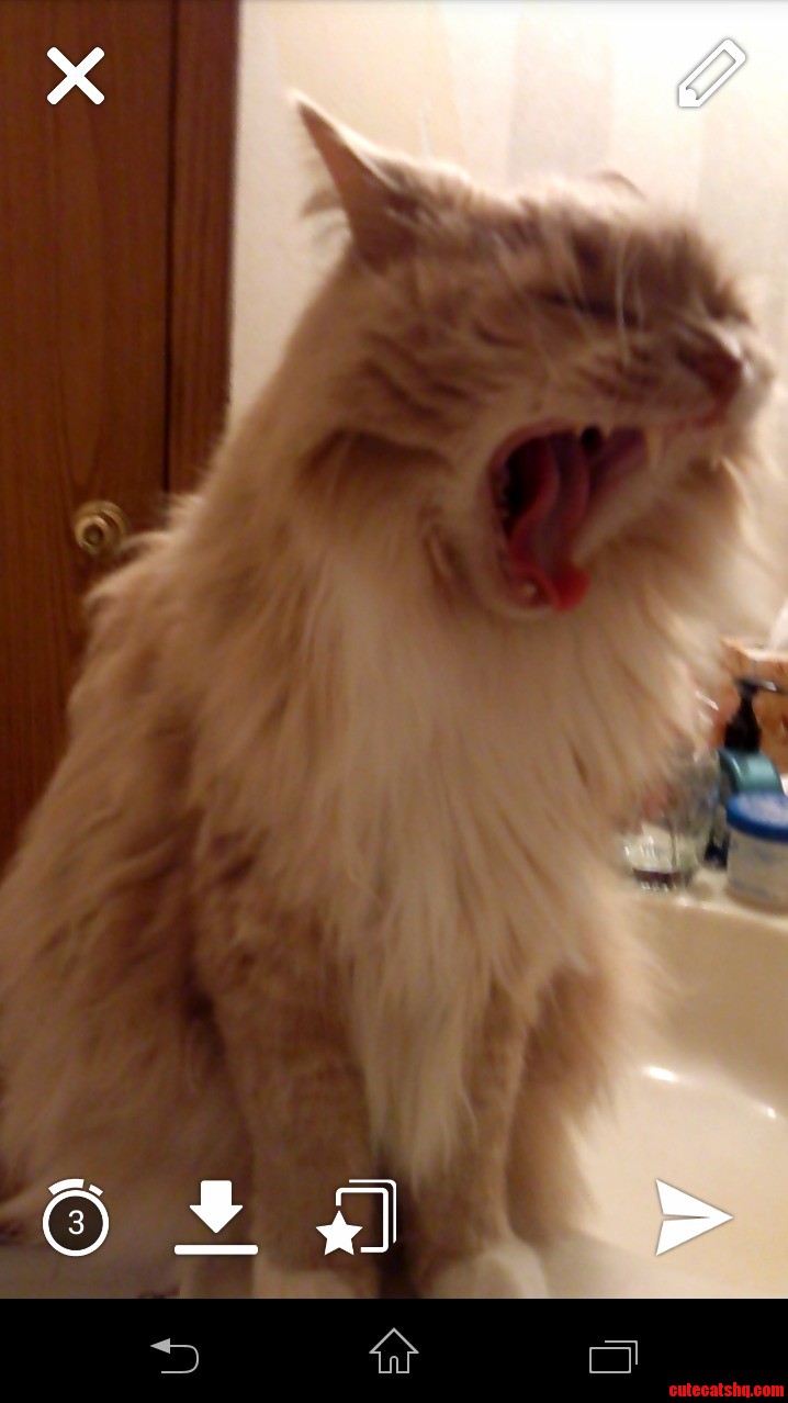 My Lion Lamont