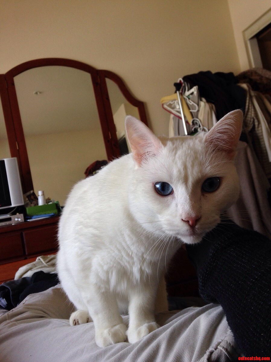 My Little Blue Eyed Furball
