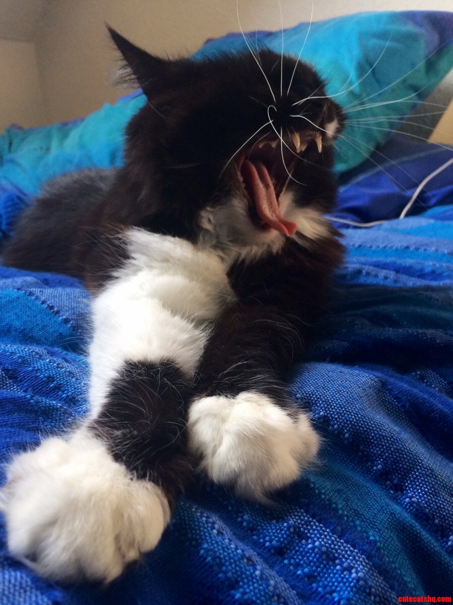 My Little Furry Shadow and Her Epic Yawns