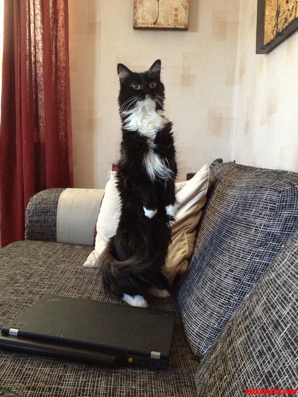 My Little Girl Myran Standing on Her Hind Legs.