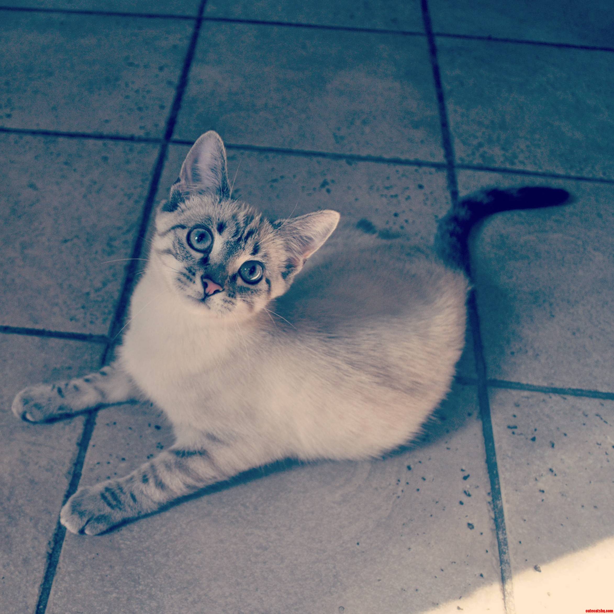 My Little Lynx Point