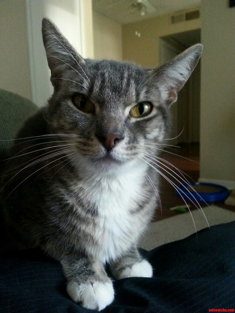 My Little Starscream.
