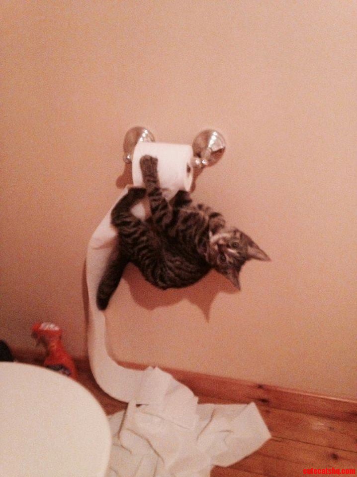 My Local Shelter Posted a Photo of a Kitten That Got Rehomed I Think Hes Having Fun