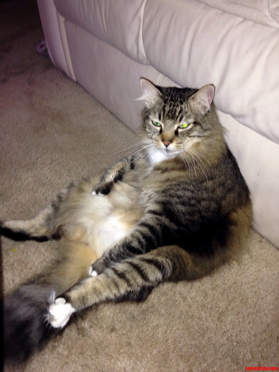 My Magnificent Fatass of a Cat.