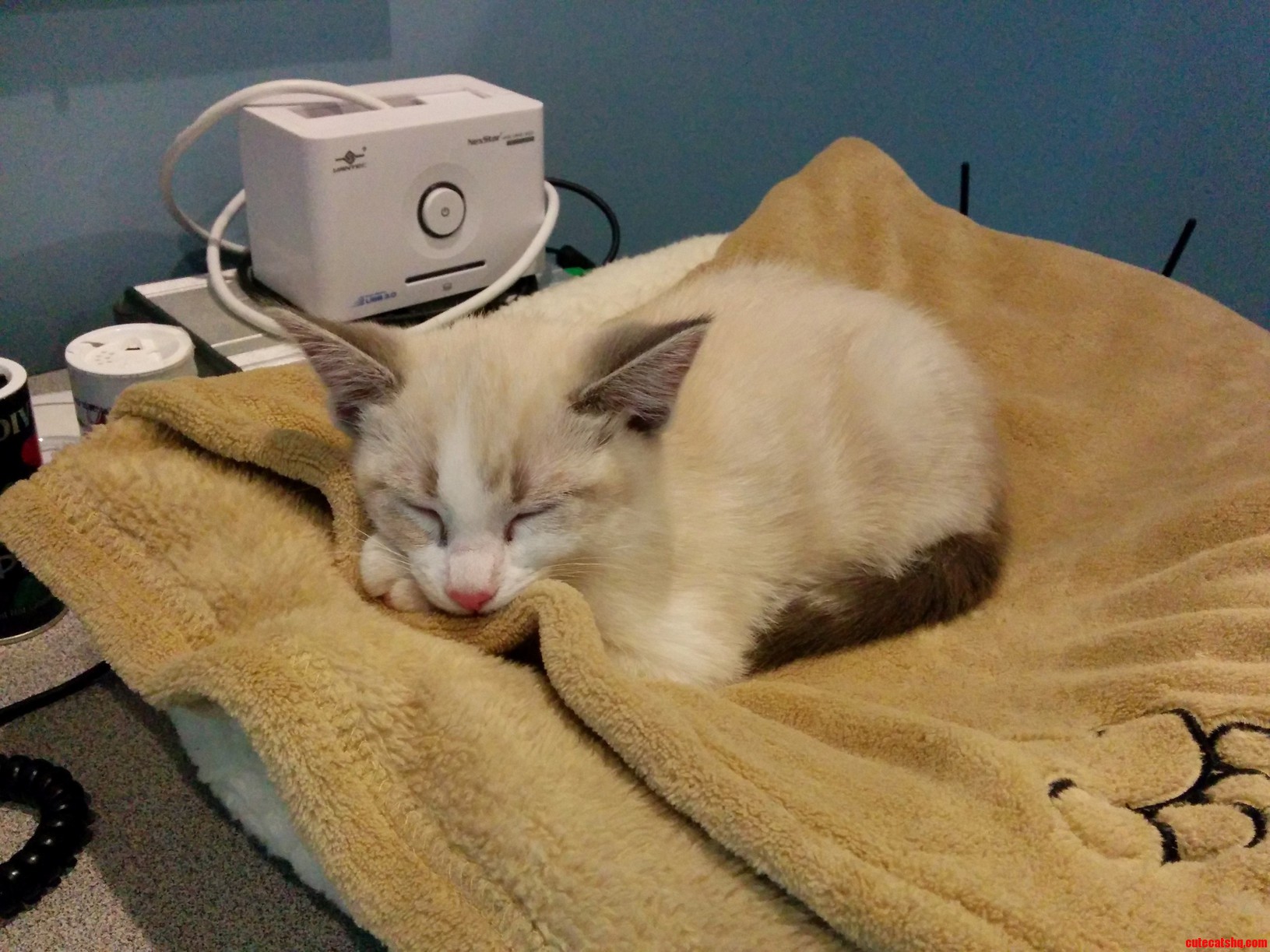 My Managers Kitten. She Is Teaching It to Travel by Bringing It to the Office with Her.